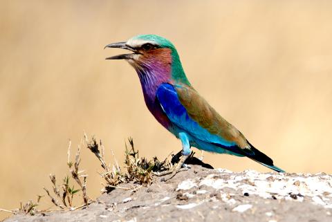 Lilac breasted Roller