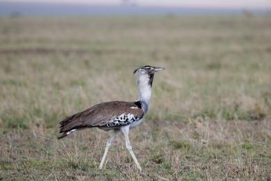 Kori Bustard